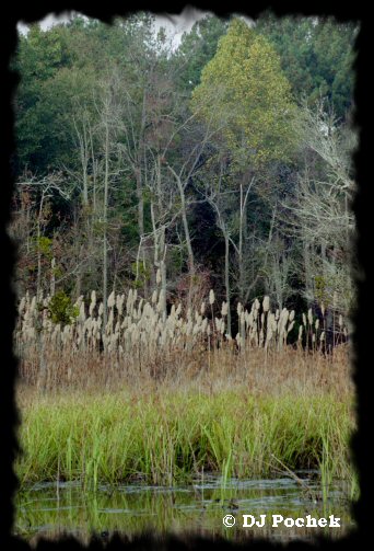 Boyd Pond...
	- Thanks for visiting OldDawgs.com