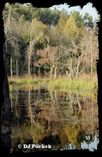 Boyd Pond...
	- Thanks for visiting OldDawgs.com