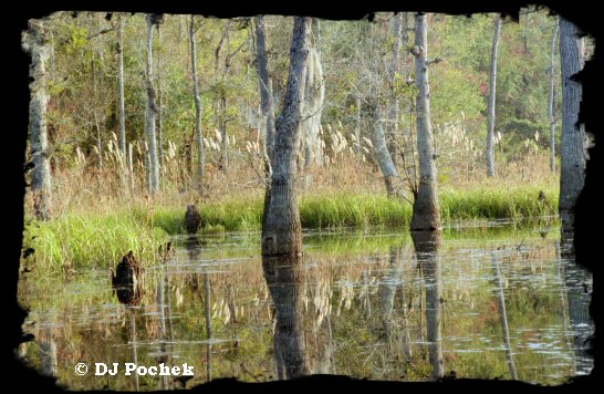 Boyd Pond...
	- Thanks for visiting OldDawgs.com