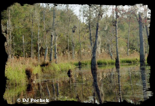 Enjoying a day on the pond...
	- Thanks for visiting OldDawgs.com