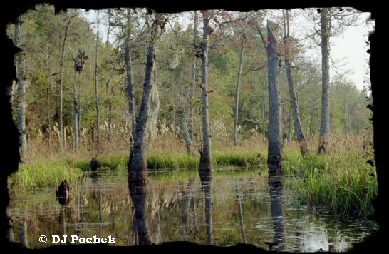 Reflections on Boyd Pond...
	- Thanks for visiting OldDawgs.com