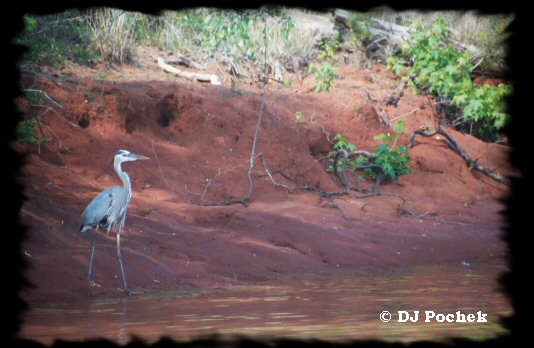 Blue Heron at the lake...
	- Thanks for visiting OldDawgs.com
