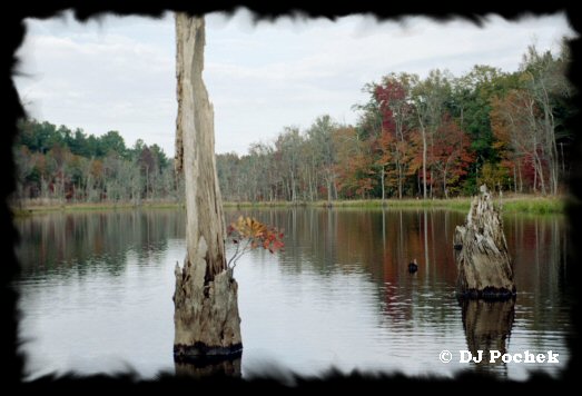 Checking out the stumps on Boyd pond...
	- Thanks for visiting OldDawgs.com