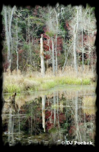 Reflections on Boyd pond...
	- Thanks for visiting OldDawgs.com
