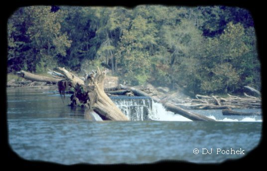 Trees over the dam on the Savannah River...
	- Thanks for visiting OldDawgs.com