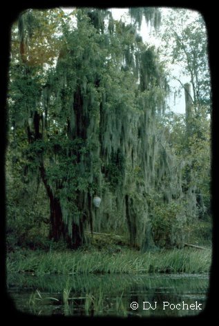 Bee hive on the river bank in mossy tree...
	- Thanks for visiting OldDawgs.com