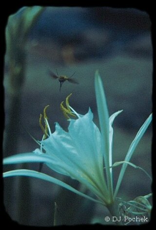 Hummingbird Bee on the Savannah River...
	- Thanks for visiting OldDawgs.com