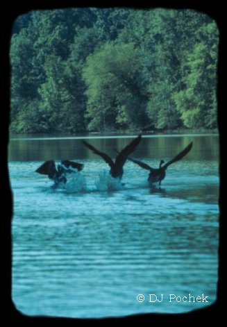 Geese taking off from the water...
	- Thanks for visiting OldDawgs.com