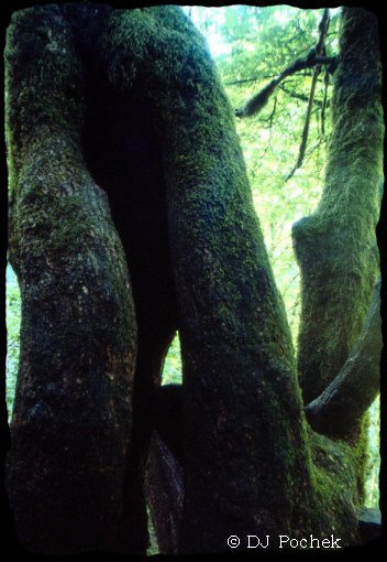 A temperate Rainforest...
	 - Thanks for visiting OldDawgs.com