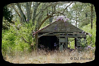 A southern view...
	 - Thanks for visiting OldDawgs.com