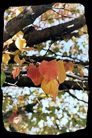 Fall colors...
	 - Thanks for visiting OldDawgs.com