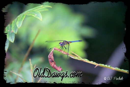 Dragonfly in wait...
	  - Thanks for visiting OldDawgs.com