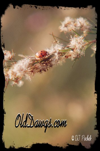 The Lady bug and the ant...
	- Thanks for visiting OldDawgs.com