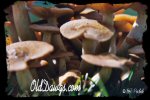 Click for Larger Photo...
	- Thanks for visiting OldDawgs.com
