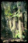 Click for Larger Photo...
	- Thanks for visiting OldDawgs.com