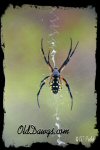 Click for Larger Photo...
	- Thanks for visiting OldDawgs.com