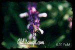 Click for Larger Photo...
	- Thanks for visiting OldDawgs.com
