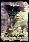 Click for Larger Photo...
	- Thanks for visiting OldDawgs.com