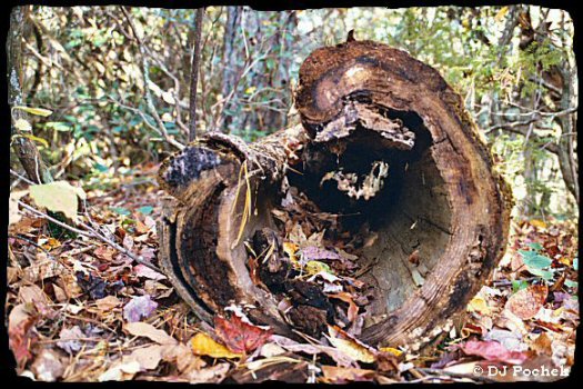 A fallen tree that, over time, has hollowed into the shape of a heart...
	 - Thanks for visiting OldDawgs.com