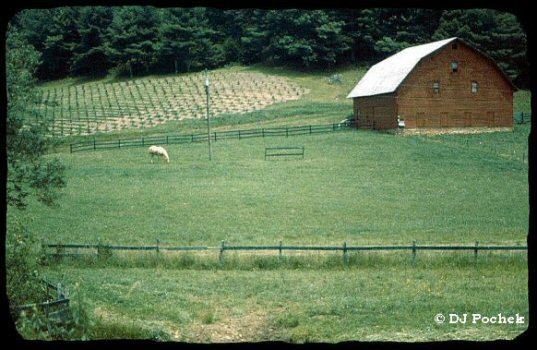 Farm at foothills...
	- Thanks for visiting OldDawgs.com