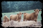 Click for our 'WALLPAPER' section...
	- Thanks for visiting OldDawgs.com