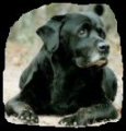 Click for the 'Original OldDawg' - 
		  ...Tucker