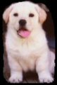 Click for 'OldDawg in training' - 
		    ...TJ