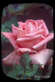 Click for 'A rose by any other name is still a rose'...
	 - Thanks for visiting OldDawgs.com